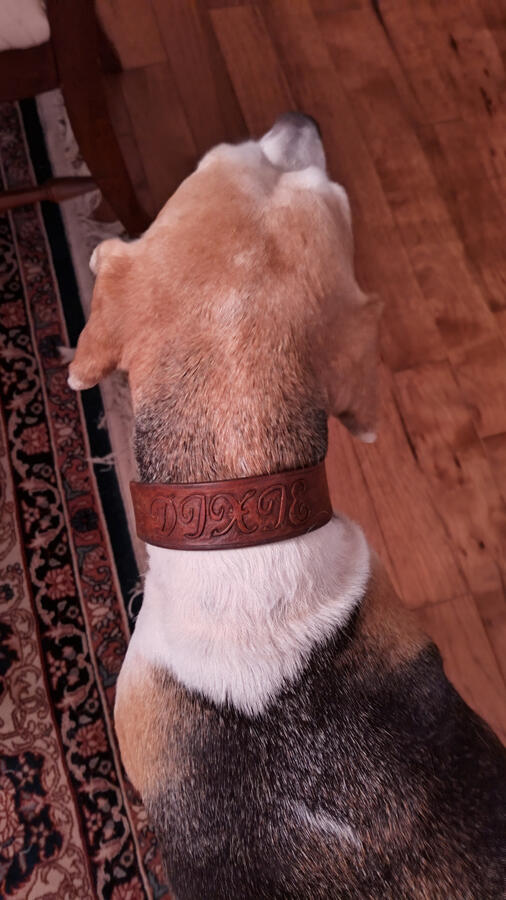 Custom dog collar
